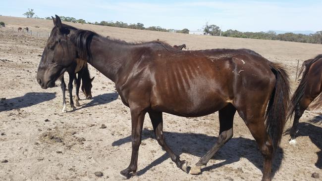 The majority of charges against Weisheit had to do with her horses’ malnutrition. Photo: RSCPA