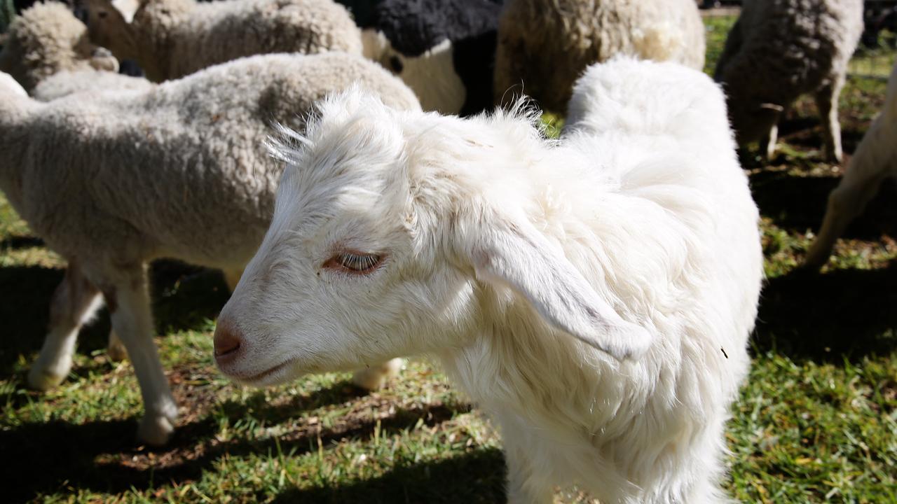 Goats and sheep at the school were allegedly assaulted by the man. Picture: AAP Image / Carmela Roche