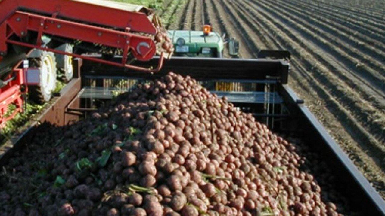 This year’s produce is behind schedule compared to the production rates in previous years due to cold and floods.