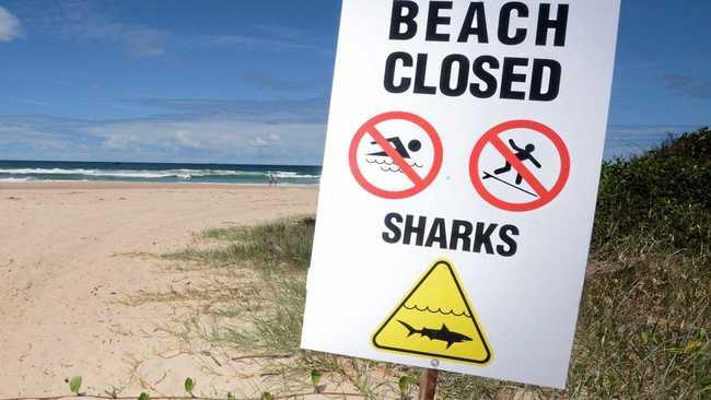 Shark attacks are every surfer's secret fear. Picture: Cathy Adams