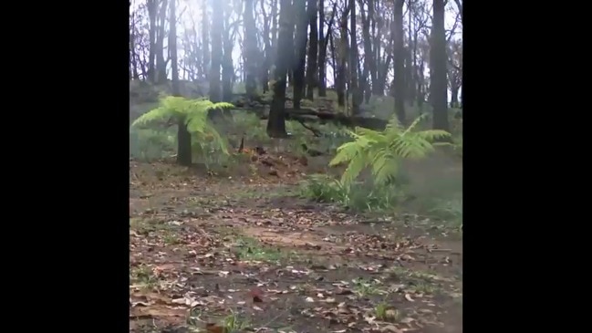 Timelapse Shows Bushland Regenerating After Australia's Intense Fire Season