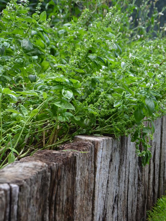 Plants spill over walls, to great effect