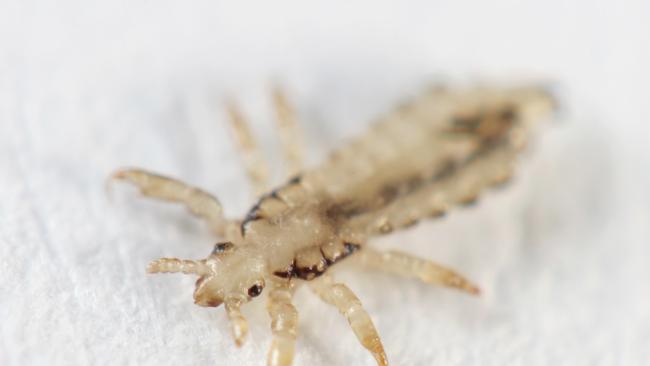 Ivermectin, a drug which kills head lice, may also control COVID-19