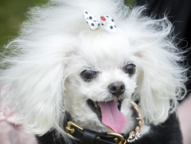 Dogs' Day Out at Lindisfarne, Poodle Pebbles. Picture: Chris Kidd.