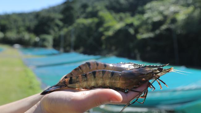 Project Sea Dragon became a raw prawn for the NT Government.