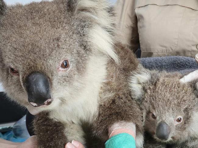 DO NOT USE BEFORE CONTACTING THE HERALD SUN PIC DESK------0392921895----Gippsland Fires. The mobile unit of the RSPCA in Bairnsdale, partnered with staff from Zoos Victoria, treating injured Kolas from recent fires. Nurse Ellen Richmond, and Dr Meg Curnick [Zoos Victoria] treat Tippy the Koala, with her baby named Jellybean.    Picture: Alex Coppel.