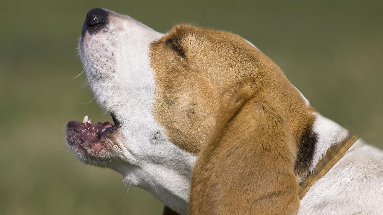 ‘Your choice, quiet or die’: Dog owner receives alarming letter