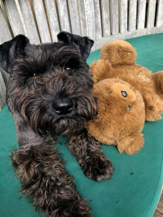 Millie is a miniature schnauzer.