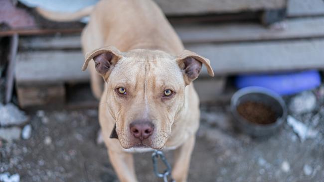 Puppy pit bull living in the dirty yard in a chain-linked.