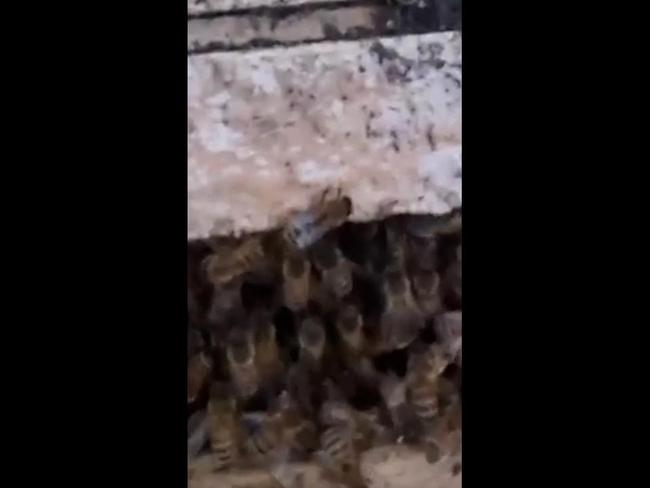 Thousands of bees discovered in walls of family’s house