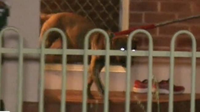 It has now been surrendered to council to be put down. Photo: 9 News