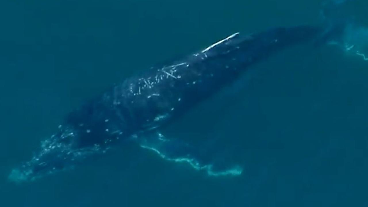 The baby humpback whale was released about 9am. Picture: 9NEWS