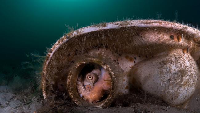 Guarding her eggs: the mother-to-be octopus. Picture: Sam Glenn-Smith