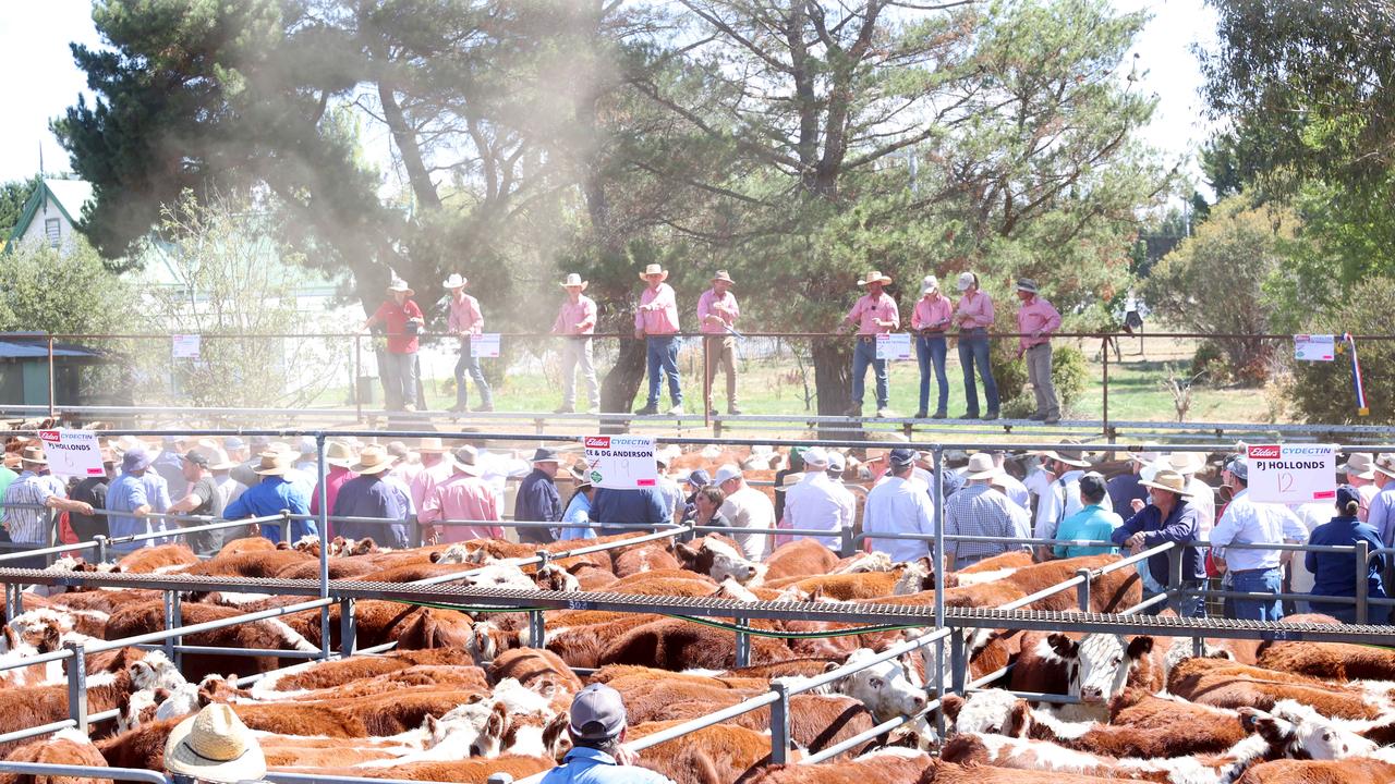 Drought forces herd, flock down