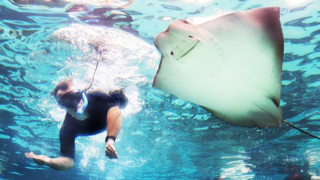 Pacific Airshow pilots and personalities interact with marine life In Shark Bay at Sea World. Capt Todd Maddocks fearless above and below the waterline. Picture Glenn Hampson