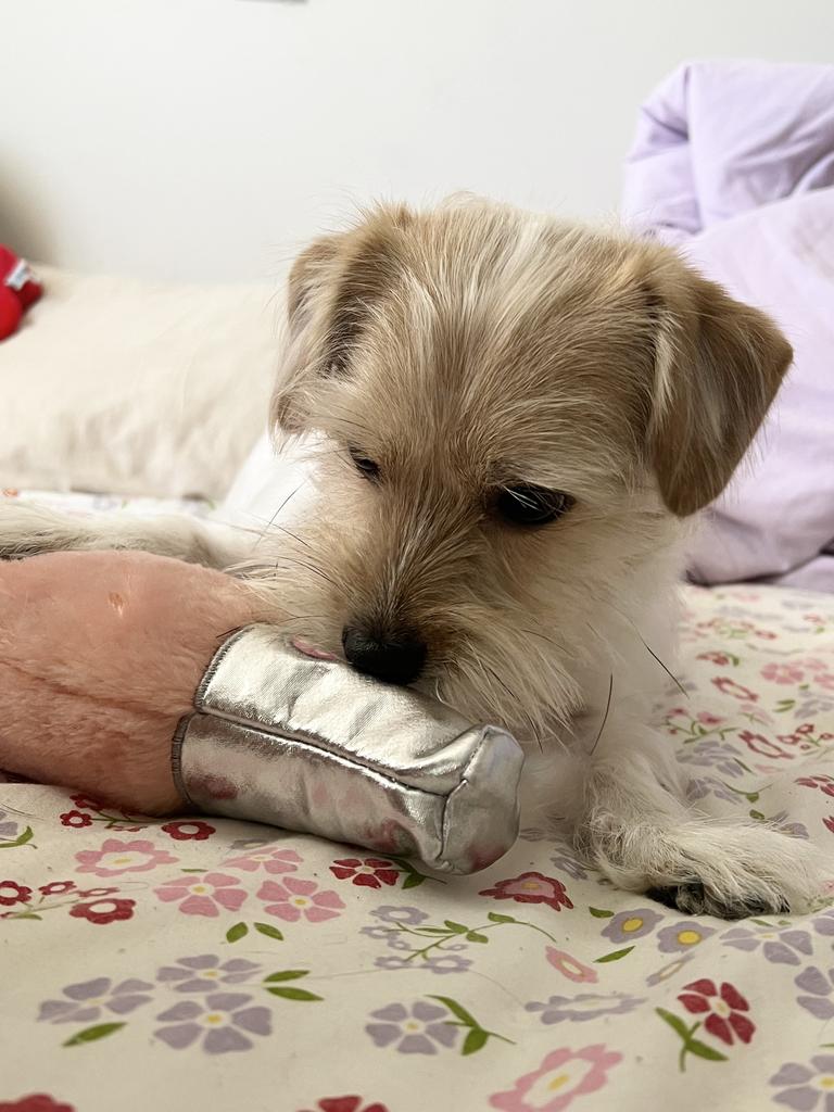 Lexi &amp; Me Bottle Crusher Pawsecco Rose. Picture: Harriet Amurao/Supplied