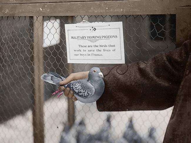 Air mail ... a soldier holds a homing pigeon on the Western Front.