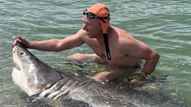 Andrew Hughes with the Great White shark he found near the mouth of the Buxton River, on Tasmania's East Coast near Swansea.