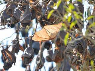 GOING BATTY: Bats at Baldwin Swamp are out of control, says a reader. Picture: Mike Richards GLA061017BATS