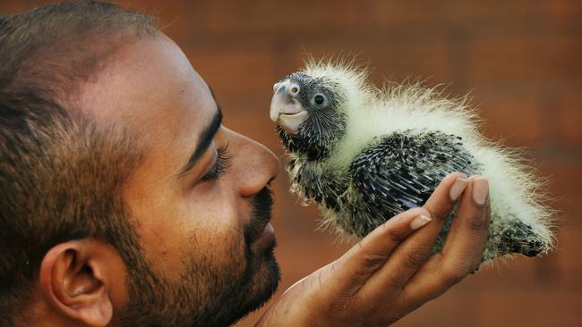 Ravi Wasan with a baby red-tailed black cockatoo. Picture: Toby Zerna