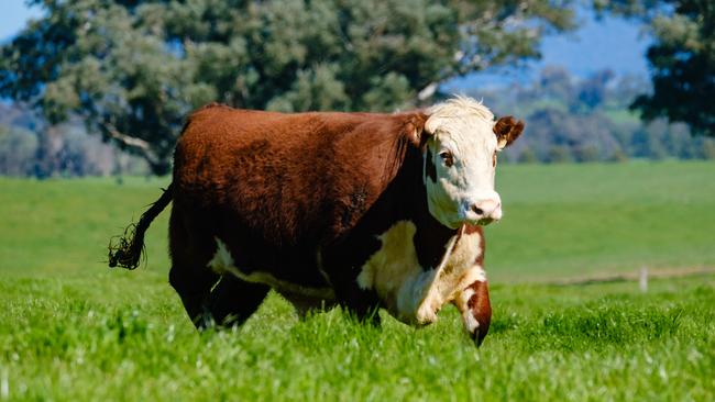 Fat of the land: Rockleigh at Straghorn Flat has some of the best bullock fattening country in North East Victoria.