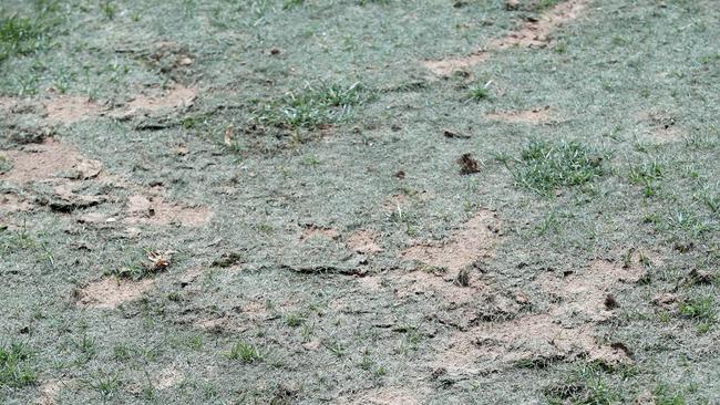 A close-up of the scarred Hindmarsh surface ahead of Adelaide United’s A-League clash with Central Coast Mariners last February. Picture: Calum Robertson