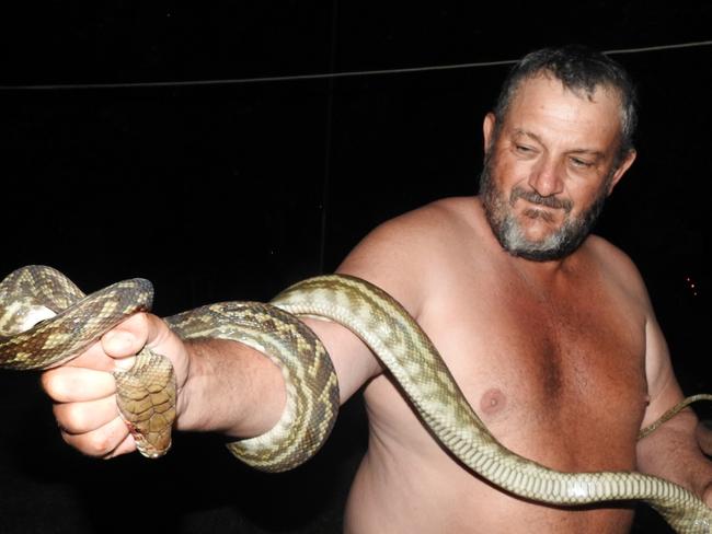 Ryan Jackson woke to find a 3.5m scrub python wrapped around his arm at his family's cattle station near Coen. The snake was striking his arm as his parents tried to pry it from arm. His father Nev Jackson holds the  python aloft.