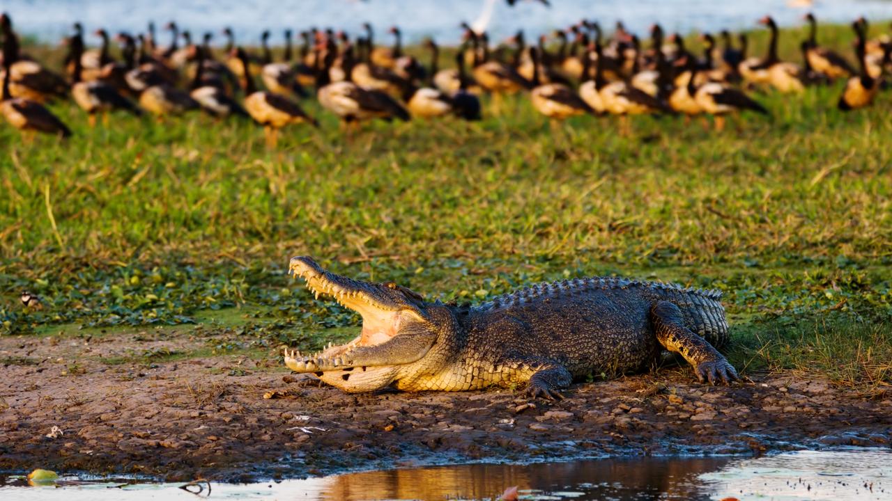 The NT News understands that the croc attack occurred near the historic site, Munmalary Homestead.