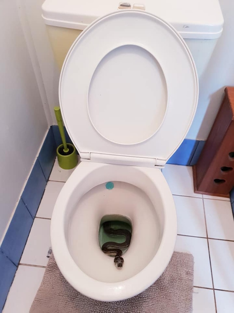 Cairns news: Woman finds snake and two rats inside toilet bowl early morning