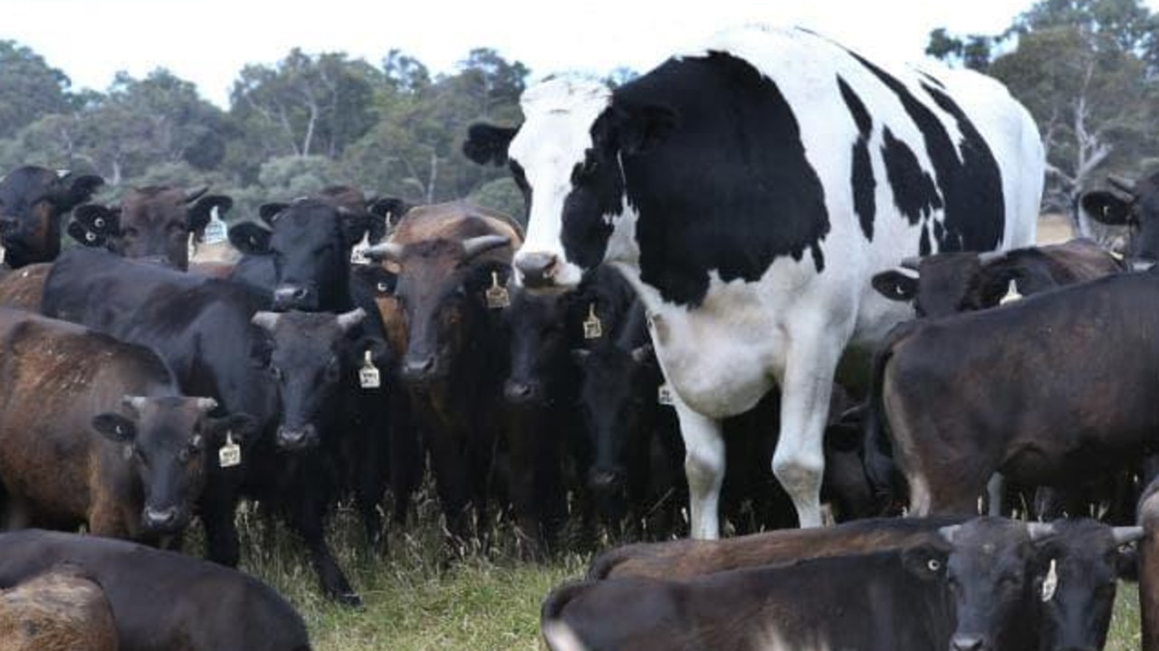 Knickers would produce more than 635kg of beef, 450 steak cuts and more than 370kg of mince, but he’s not going to the butcher’s. Picture: Sharon Smith Source: The West Australian