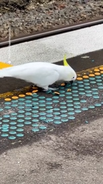 These cockatoos eat up a Sydney train platform