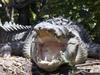 450km search fails to find elusive croc filmed on Qld beach