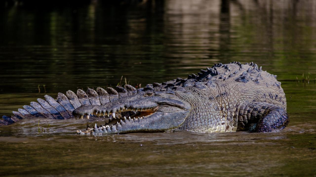 British woman fighting for life after crocodile attack in Mexico | The