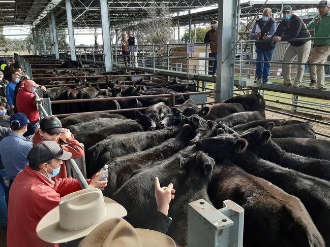 Euroa store cattle sale, June 2, 2021. For The Weekly Times. Picture: Jenny Kelly