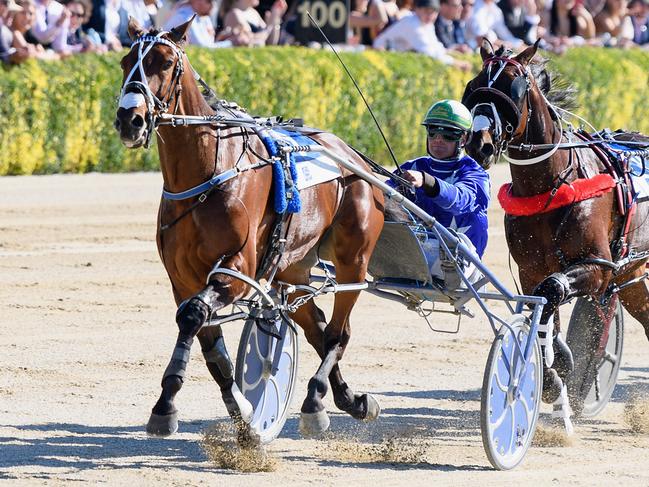 CHRISTCHURCH, NEW ZEALAND - NOVEMBER 12: Blair Orange driving Cruz Bromac leads the field in Race 10 Christchurch Casino New Zealand Trotting Cup during the New Zealand Trotting Cup Day at Addington Raceway on November 12, 2019 in Christchurch, New Zealand. (Photo by Kai Schwoerer/Getty Images)