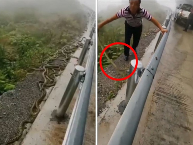 Disturbing snake video goes viral