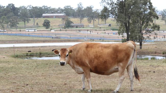 The rural feel of Box Hill is slowly changing. Picture: AAP Image/ David Swift