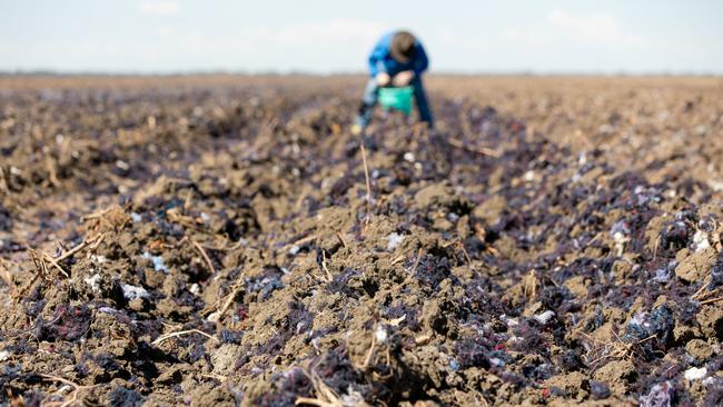 Dr Oliver Knox on Goondiwindi Cotton's property, Alcheringa. Picture: Melanie Jenson