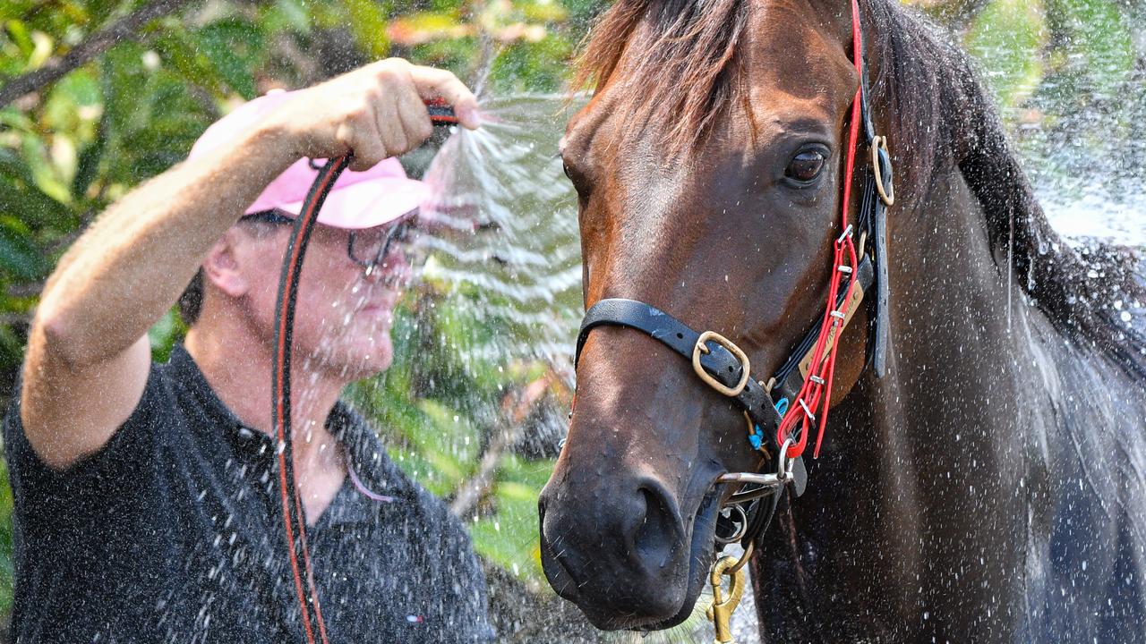 Trainer David Vandyke hoses down Alligator Blood after a swim at Flemington. Picture: AAP