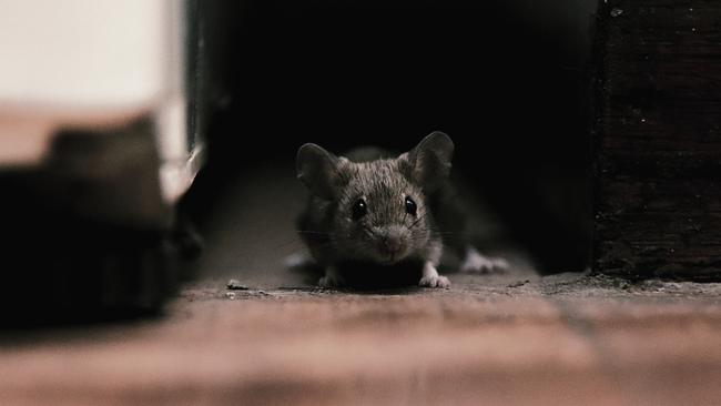 Mice on the march. Pictures: Bernard Humphreys