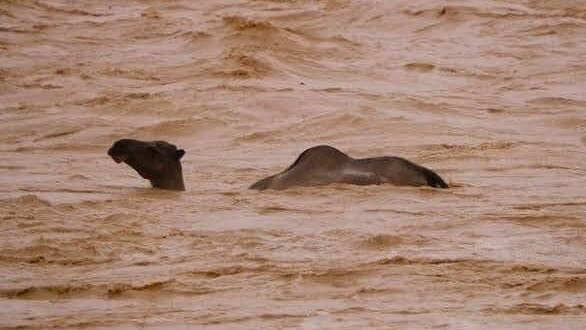 A camel was found in flood waters on the corner of Duke St and Iron St, Gympie. Photo: Sarah Louise on Facebook