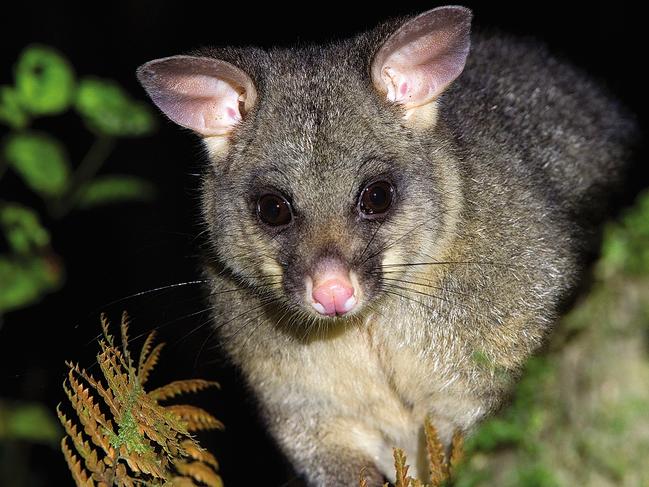 A new wildlife and trails guide has been released for Magnetic Island, showing visitors the best spots to get up close to some of the island's wildlife.Pictured: Brush-tail possumImages courtesy of TEL, Andrew Rankin, Mary-Anne Law, and Magnetic Informer