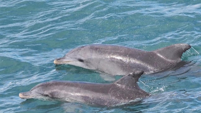 Kathy Brown with a shot of some playful dolphins. Coffs cover image