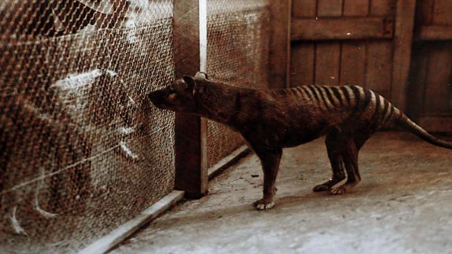 Secrets from beyond extinction: The Tasmanian tiger