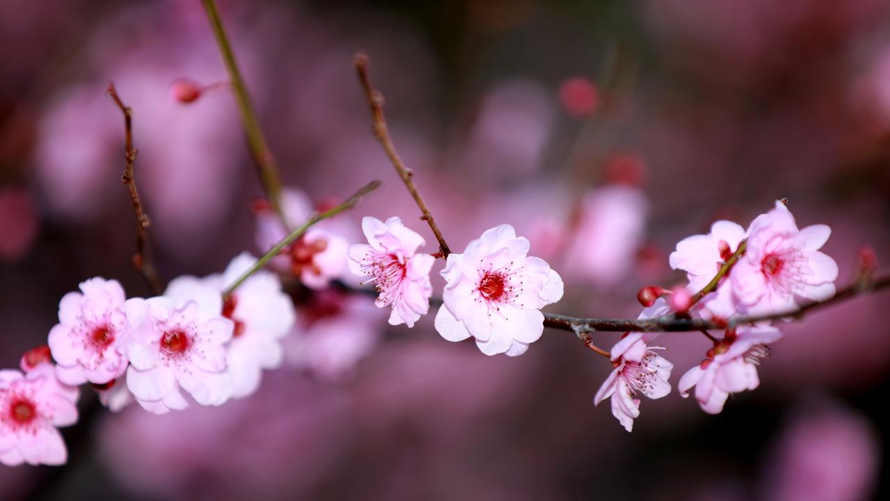 Cherry blossoms at the annual Cherry Blossom Festival in Auburn. Auburn, Saturday 17 August, 2019. (AAP IMAGE / Angelo Velardo)