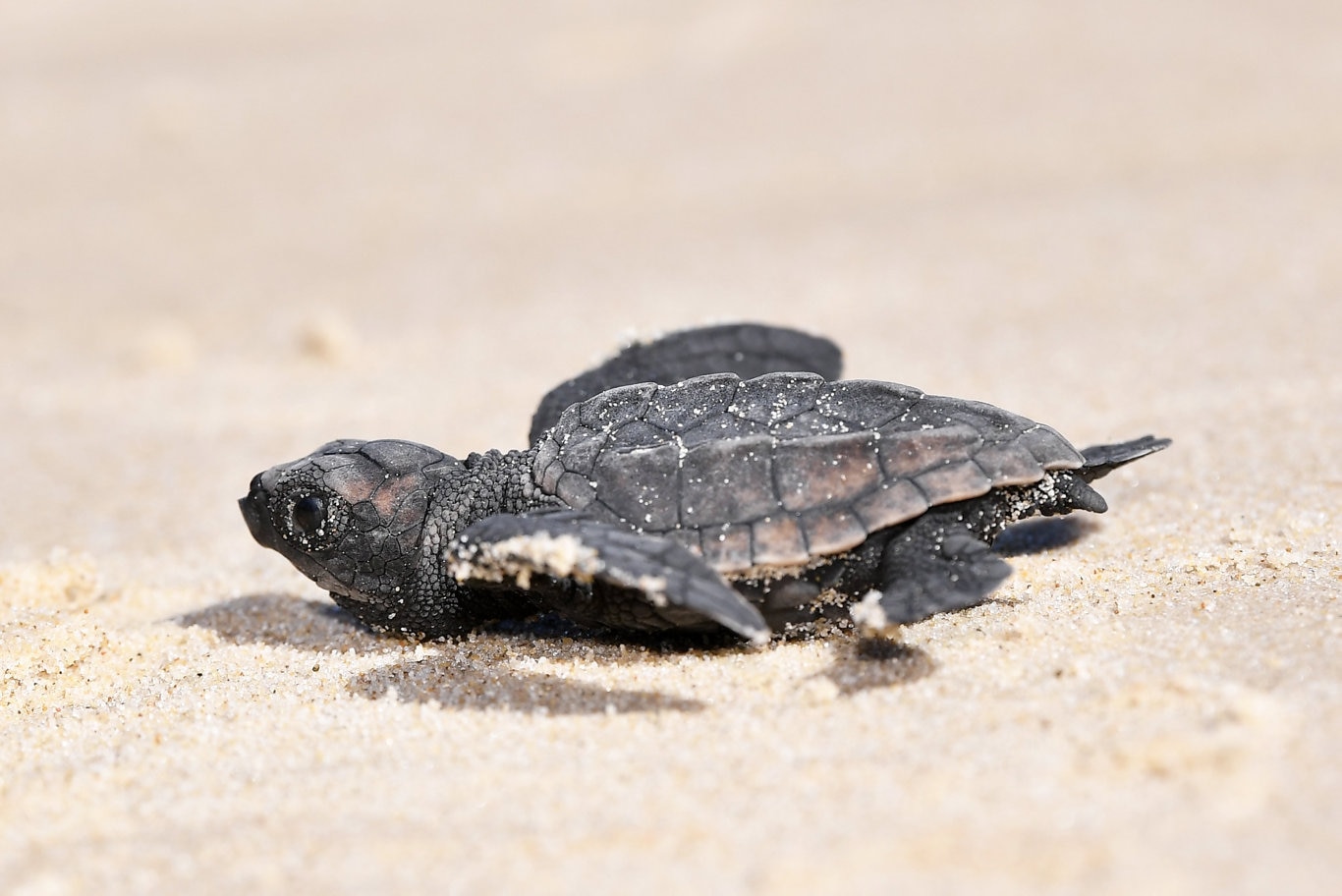 Sunshine Coast Council Turtle Care team save turtles | The Courier Mail