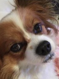 Gold Coast's cutest dogs: Angel. Submitted by Susie Lee Smith.