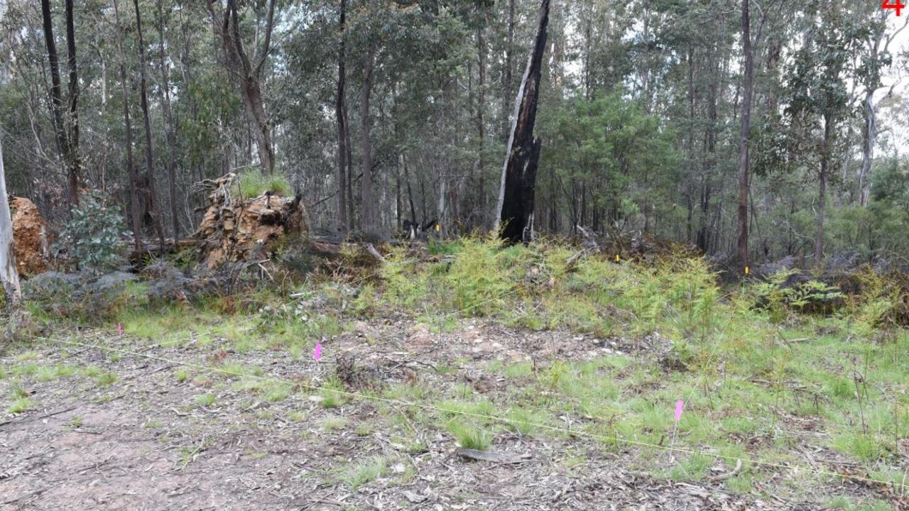 More than 2000 bone fragments were discovered in late 2021 at the base of a fallen tree off the Union Spur track near Dargo. Picture: Supplied/ Supreme Court of Victoria.