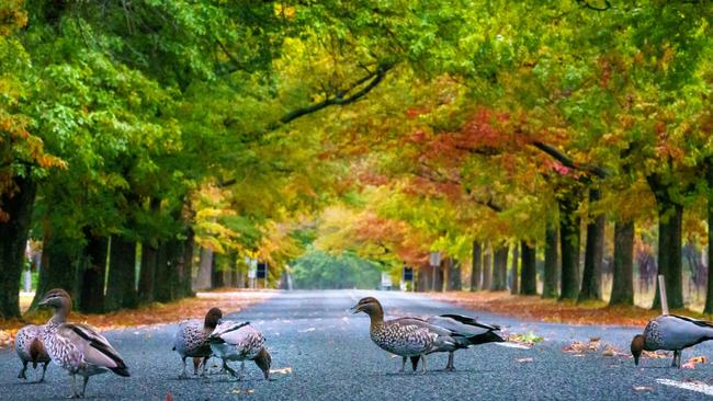 Unsuspecting residents of leafy Mount Macedon became the targets of thief Timothy Griffith