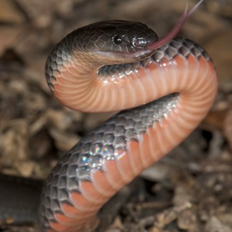 An eastern small-eyed snake.